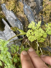 Conioselinum