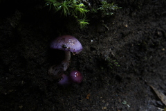 Cortinarius magellanicus