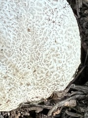 Lycoperdon subcretaceum