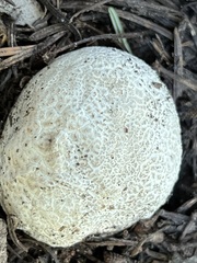 Lycoperdon subcretaceum