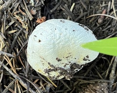 Lycoperdon subcretaceum