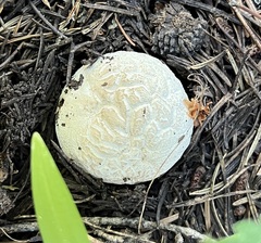 Lycoperdon subcretaceum