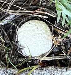 Lycoperdon subcretaceum