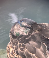 Anas platyrhynchos platyrhynchos