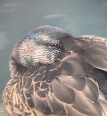 Anas platyrhynchos platyrhynchos