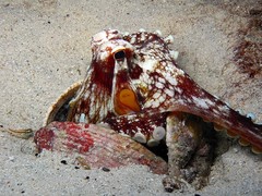 Amphioctopus marginatus
