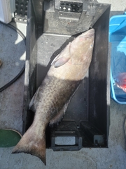 Mycteroperca microlepis