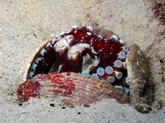 Amphioctopus marginatus