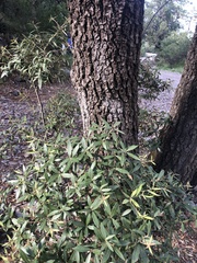 Brachylaena discolor