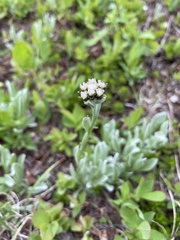 Antennaria lanata