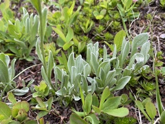 Antennaria lanata