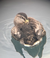 Anas platyrhynchos platyrhynchos