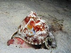 Amphioctopus marginatus