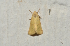 Heliocheilus paradoxus