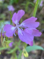 Clarkia biloba