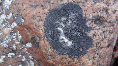 Rhizocarpon geminatum