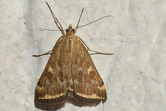 Loxostege munroealis