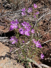 Clarkia biloba