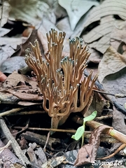 Phaeoclavulina cyanocephala