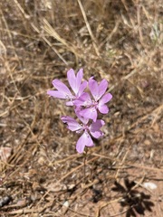 Clarkia biloba