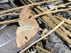 Hemeroplanis historialis