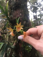 Epidendrum arevaloi