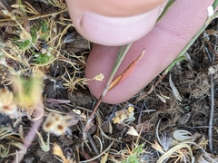 Polygonum californicum