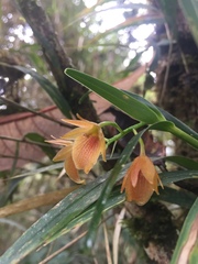 Epidendrum arevaloi