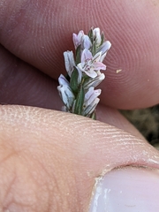 Polygonum californicum