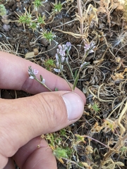 Polygonum californicum