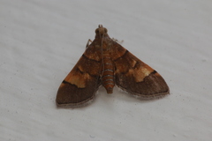 Syngamia latimarginalis