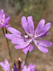 Clarkia biloba