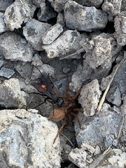 Anoplius semicinctus