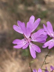 Clarkia biloba
