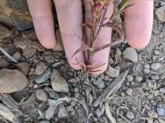 Orthocarpus cuspidatus