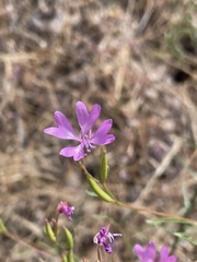 Clarkia biloba