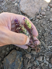 Orthocarpus cuspidatus