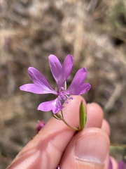 Clarkia biloba