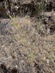 Clarkia biloba