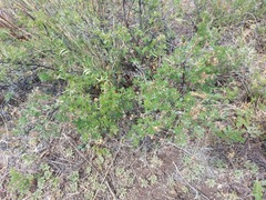 Dasiphora parvifolia