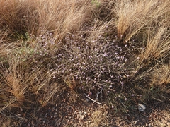 Disparago