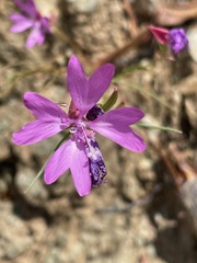 Clarkia biloba