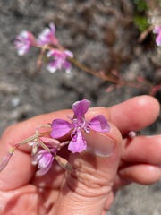 Clarkia biloba
