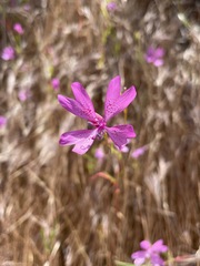 Clarkia biloba