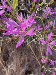 Clarkia biloba