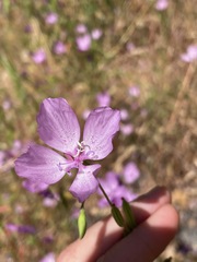 Clarkia dudleyana