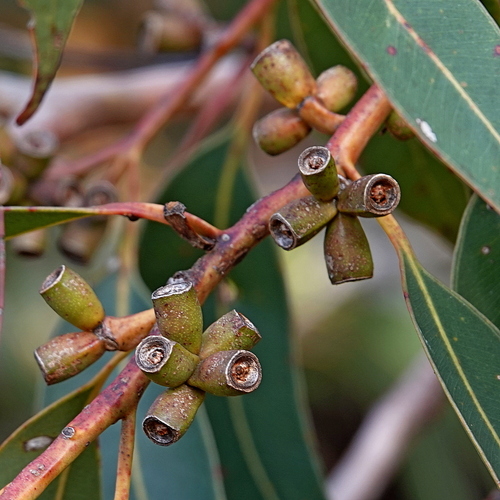 Eucalyptus botryoides