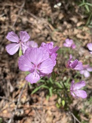 Clarkia dudleyana