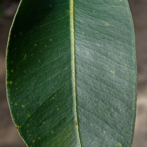 Eucalyptus botryoides