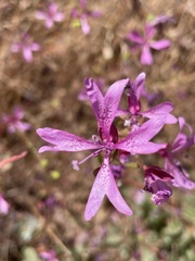 Clarkia biloba